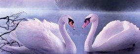 Скинали каталог Животные, птицы