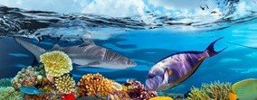 море